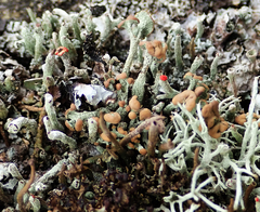 Cladonia botrytes
