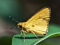 Cupitha purreea