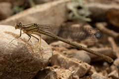 Platycnemis