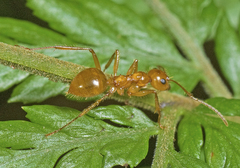 Notoncus spinisquamis