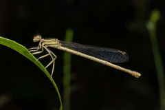 Platycnemis