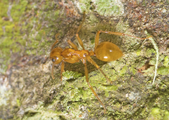 Notoncus spinisquamis