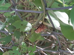 Byasa polyeuctes
