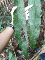 Cyclanthus bipartitus