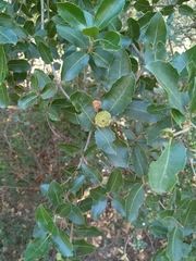 Quercus coccifera