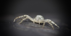 Philodromus dispar
