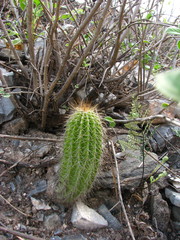 Cephalocereus polylophus