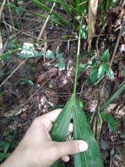 Cyclanthus bipartitus