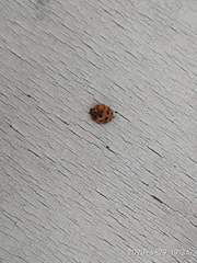 Harmonia axyridis