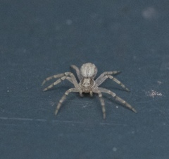 Philodromus dispar