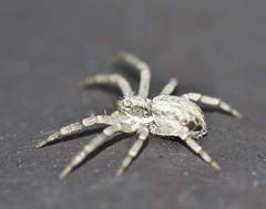 Philodromus dispar