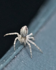 Philodromus dispar