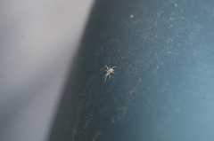 Philodromus dispar