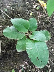 Primula elatior