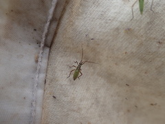 Leptopterna dolabrata