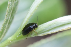 Cryptocephalus ocellatus