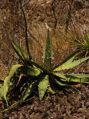 Agave xylonacantha