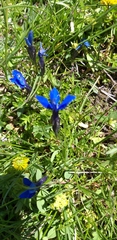 Gentiana bavarica