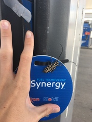 Plectrodera scalator