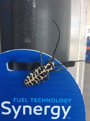 Plectrodera scalator