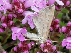 Scotopteryx chenopodiata