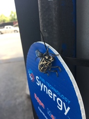 Plectrodera scalator