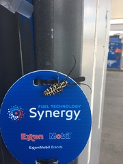 Plectrodera scalator