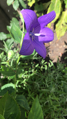 Platycodon grandiflorus