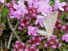 Scotopteryx chenopodiata