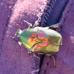 Protaetia cuprea