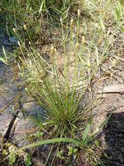 Eleocharis engelmannii