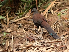 Polyplectron inopinatum