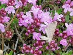 Scotopteryx chenopodiata