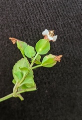 Torenia polygonoides