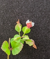 Torenia polygonoides