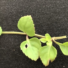 Torenia polygonoides