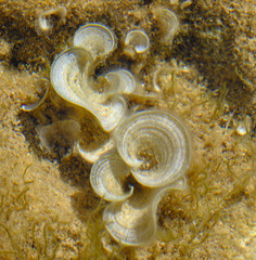 Padina pavonica