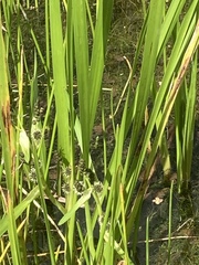 Sparganium erectum