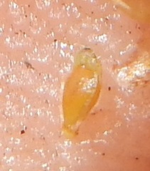 Eleocharis engelmannii