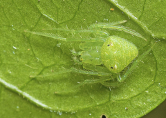 Araneus circulissparsus