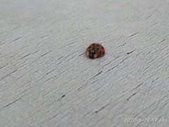 Harmonia axyridis