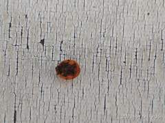 Harmonia axyridis