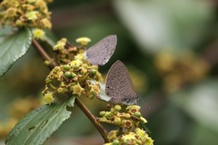 Pseudonacaduba sichela sichela