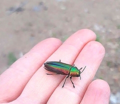 Eurythyrea aurata