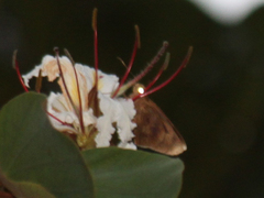 Erionota acroleuca apicalis