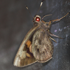 Erionota acroleuca apicalis