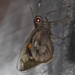 Erionota acroleuca apicalis
