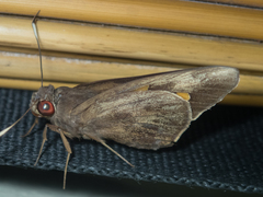 Erionota acroleuca apicalis