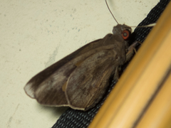 Erionota acroleuca apicalis
