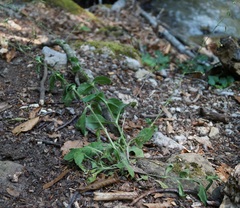 Silene viridiflora